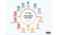 How Morning Sunlight and Circadian Rhythms Effect Your Internal Clock