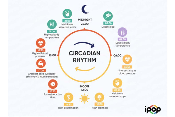 How Morning Sunlight and Circadian Rhythms Effect Your Internal Clock
