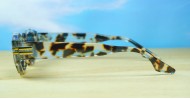 Womens Sunglasses, Nora
