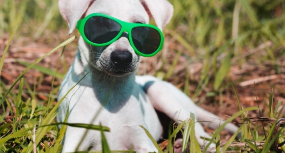 Sunglasses Benefit Active Dogs, Says Veterinary Hospital