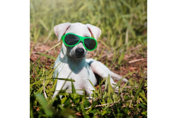 Protective Eyewear Benefits Active Dogs, Says Veterinary Hospital
