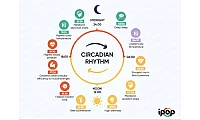 How Morning Sunlight and Circadian Rhythms Affect Your Internal Clock