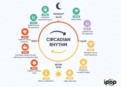 How Morning Sunlight and Circadian Rhythms Affect Your Internal Clock