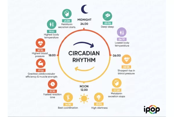 How Morning Sunlight and Circadian Rhythms Affect Your Internal Clock